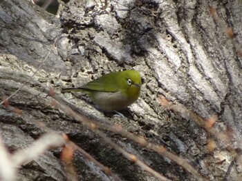 Warbling White-eye 奈良山公園 Fri, 12/31/2021