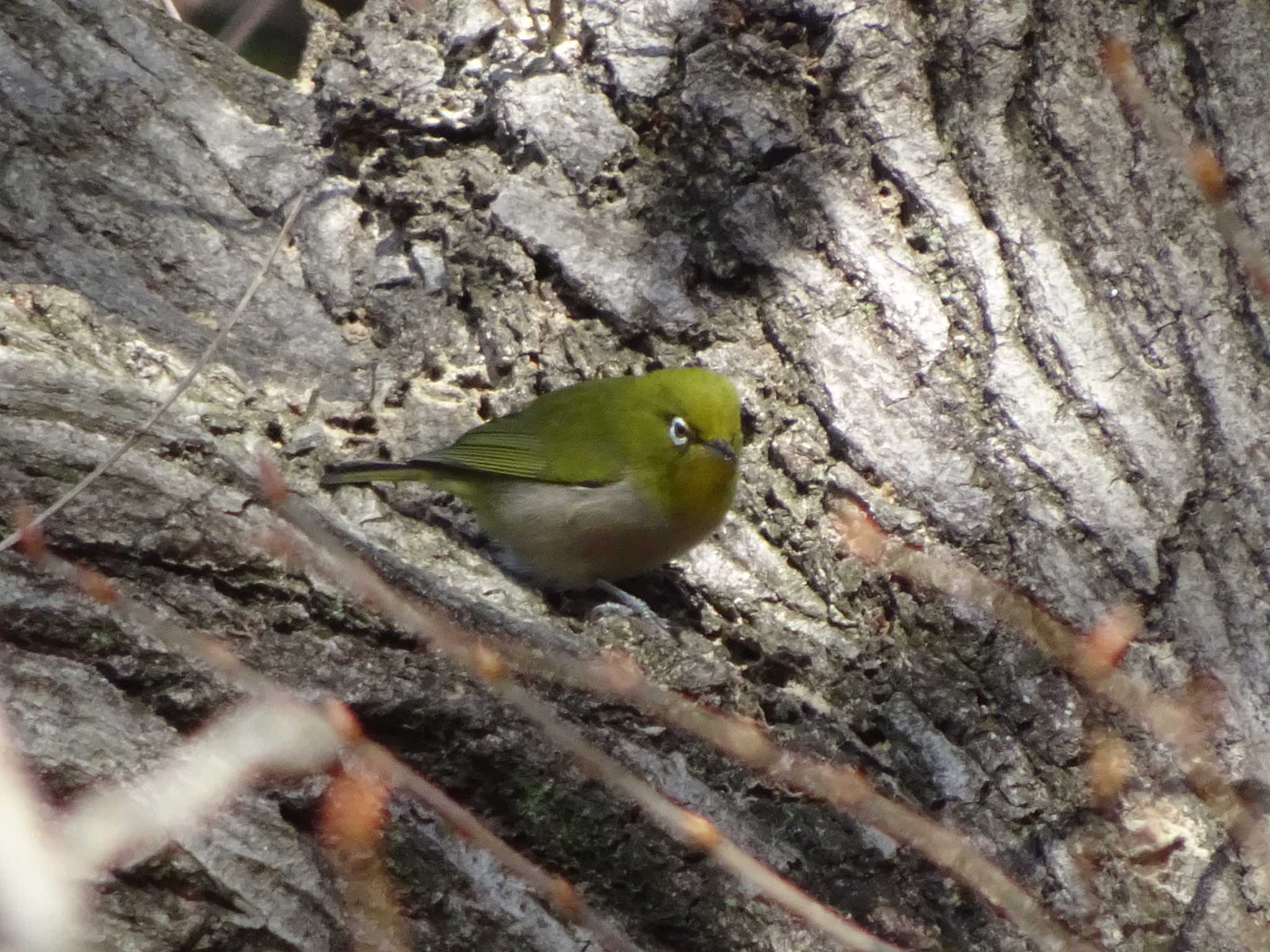 Photo of Warbling White-eye at 奈良山公園 by Kozakuraband