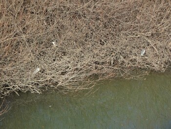 Black-crowned Night Heron 奈良山公園 Fri, 12/31/2021