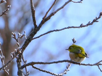 2021年12月31日(金) 早野聖地公園の野鳥観察記録