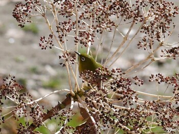 メジロ 早野聖地公園 2021年12月31日(金)