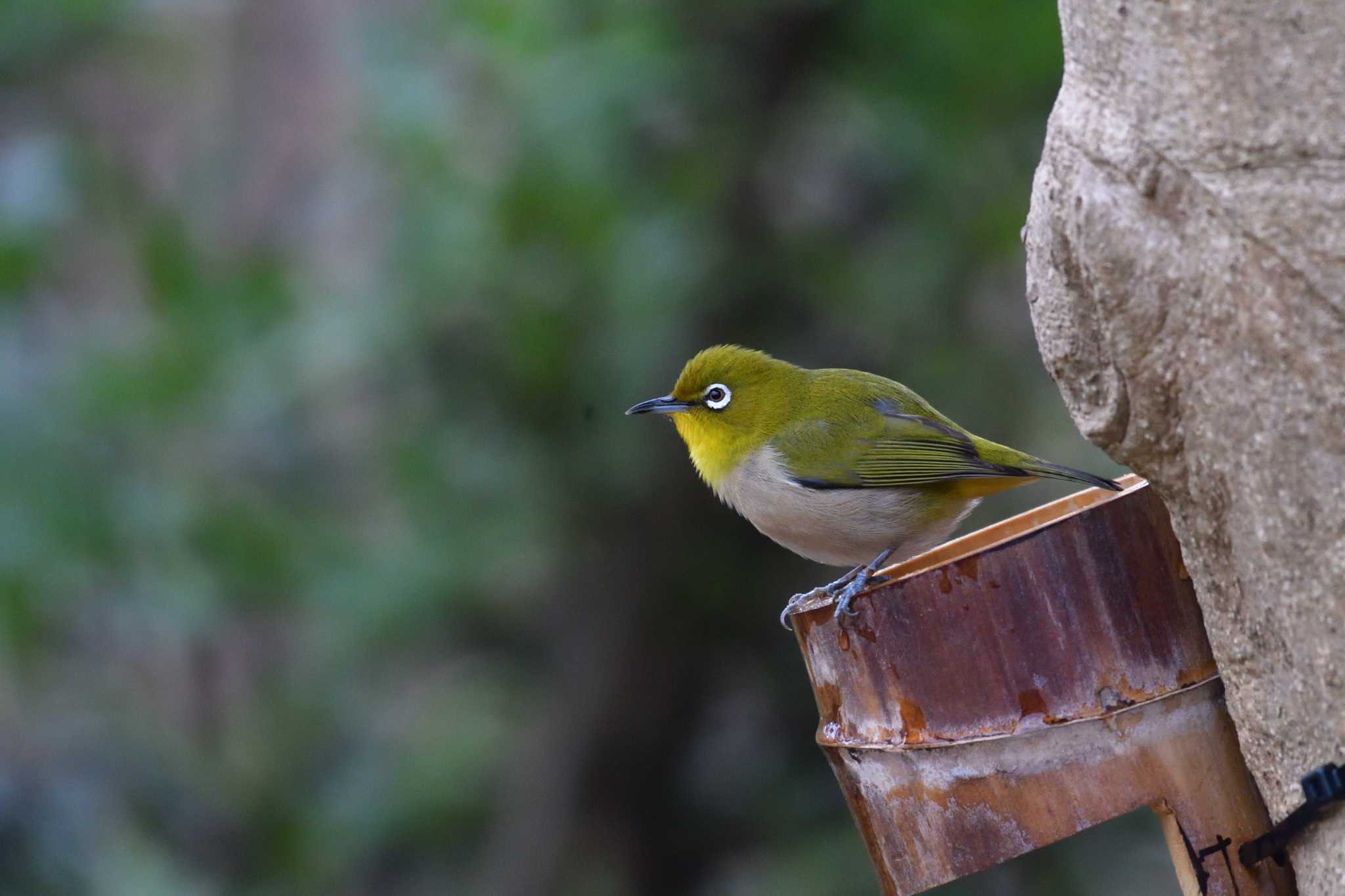 Warbling White-eye