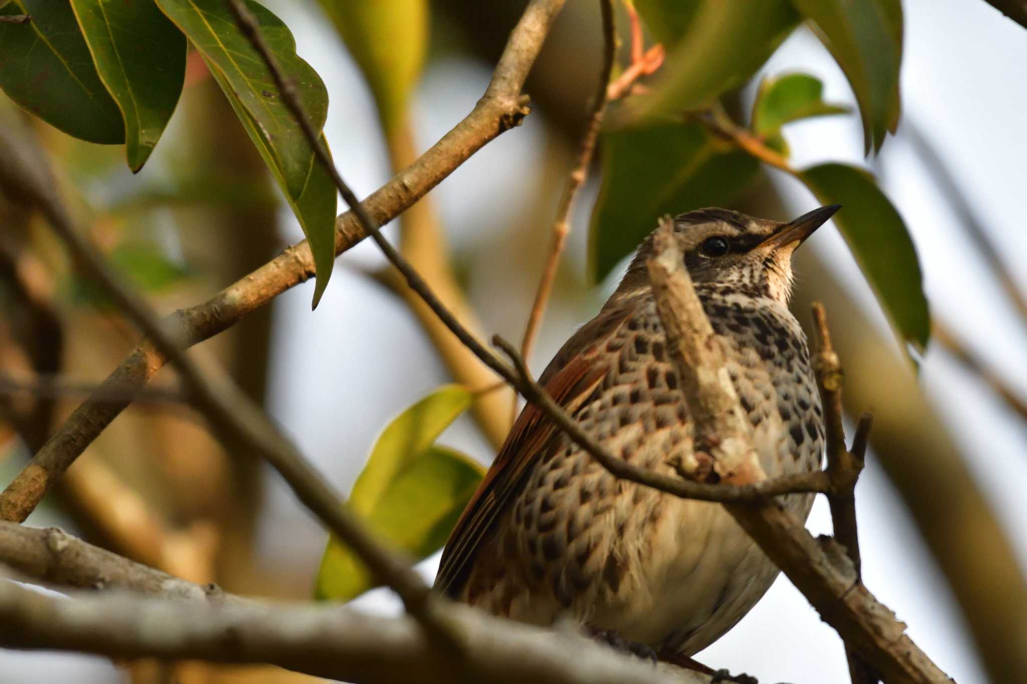 Dusky Thrush