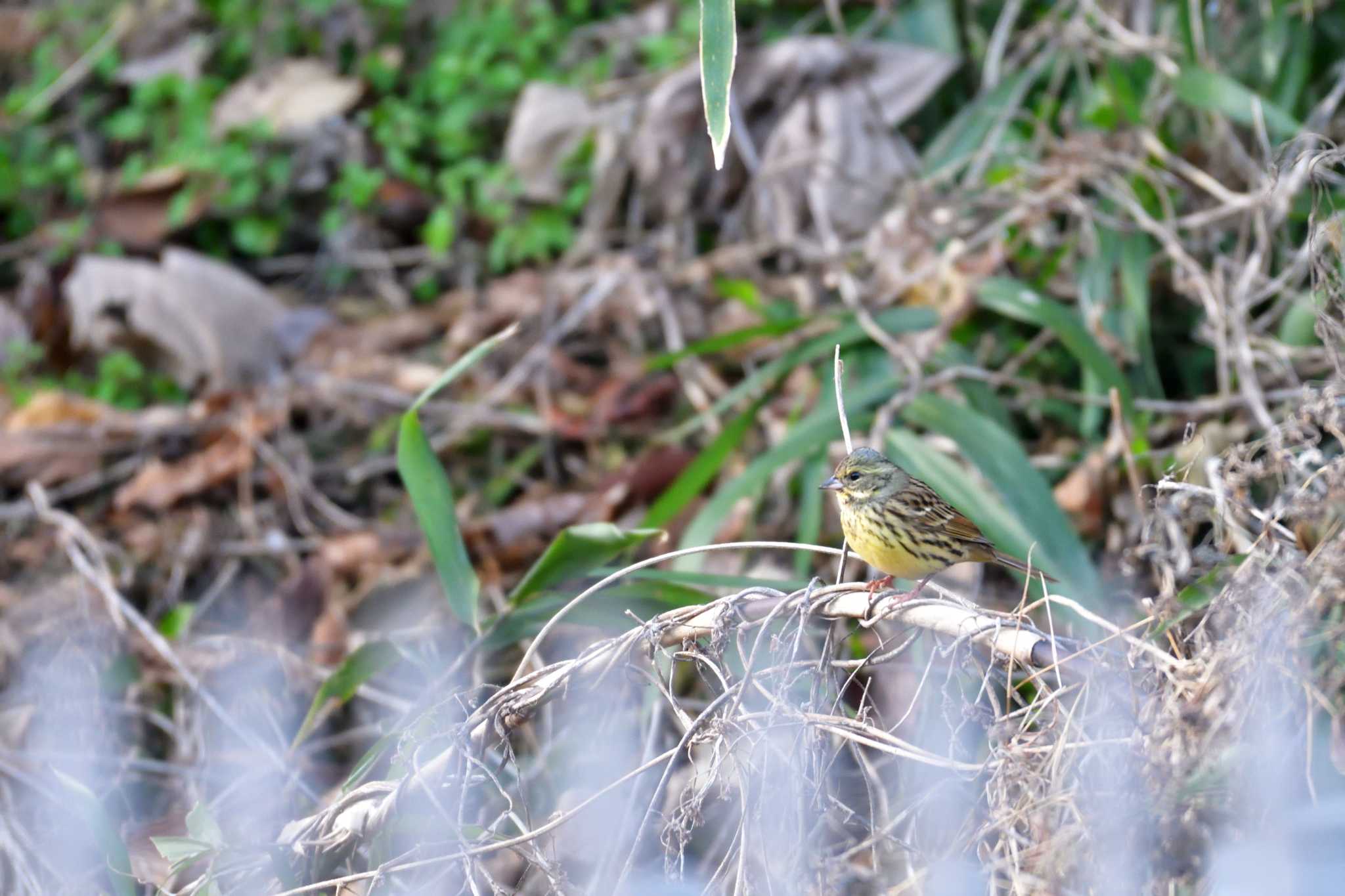 Masked Bunting