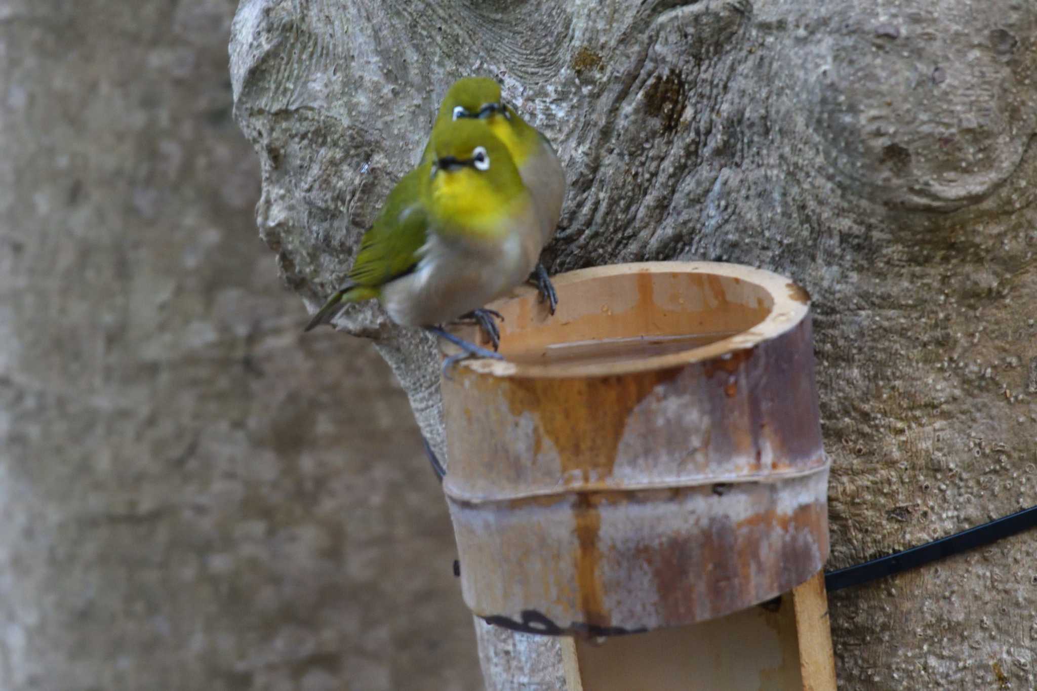 Warbling White-eye