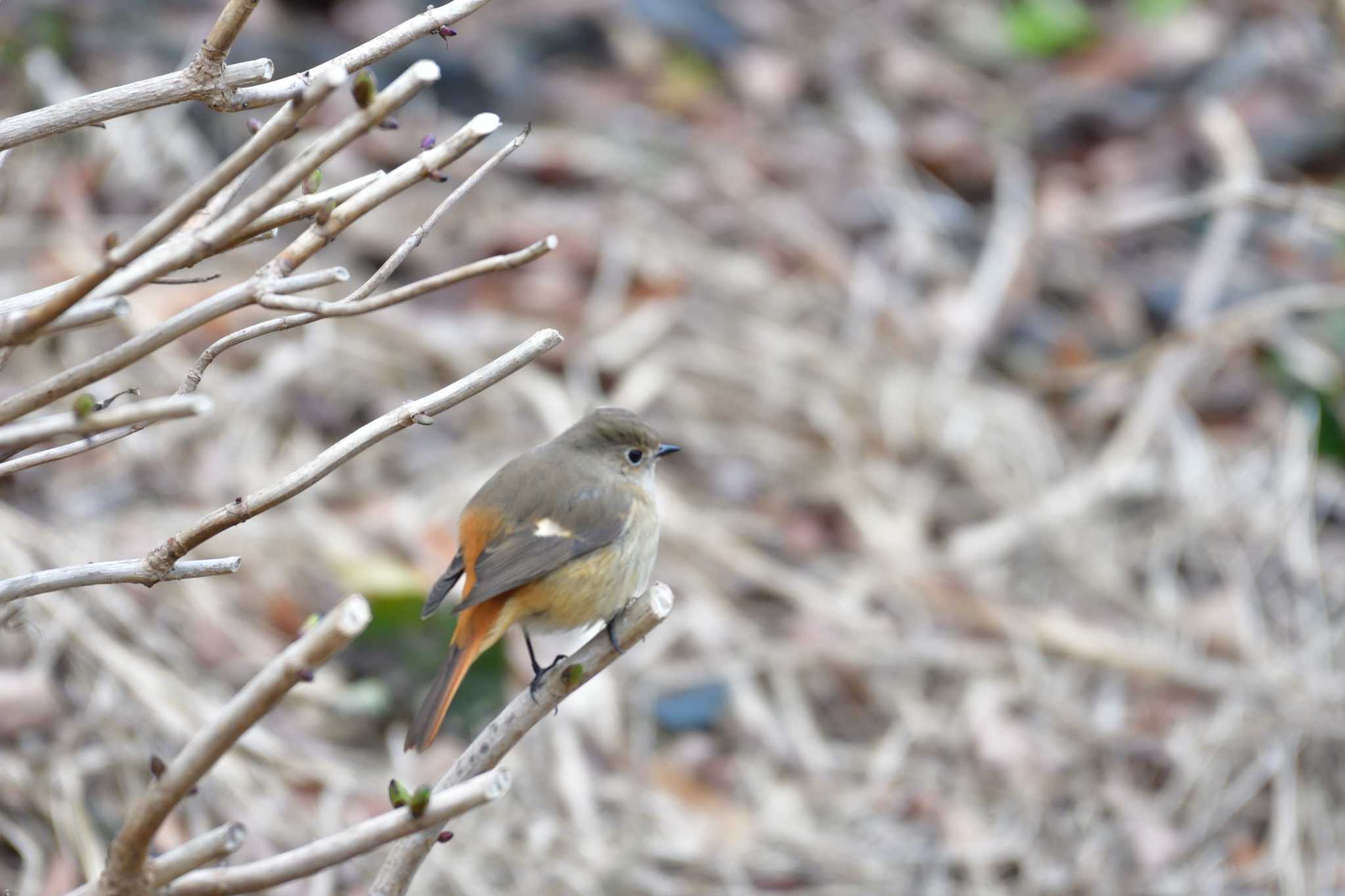 Daurian Redstart