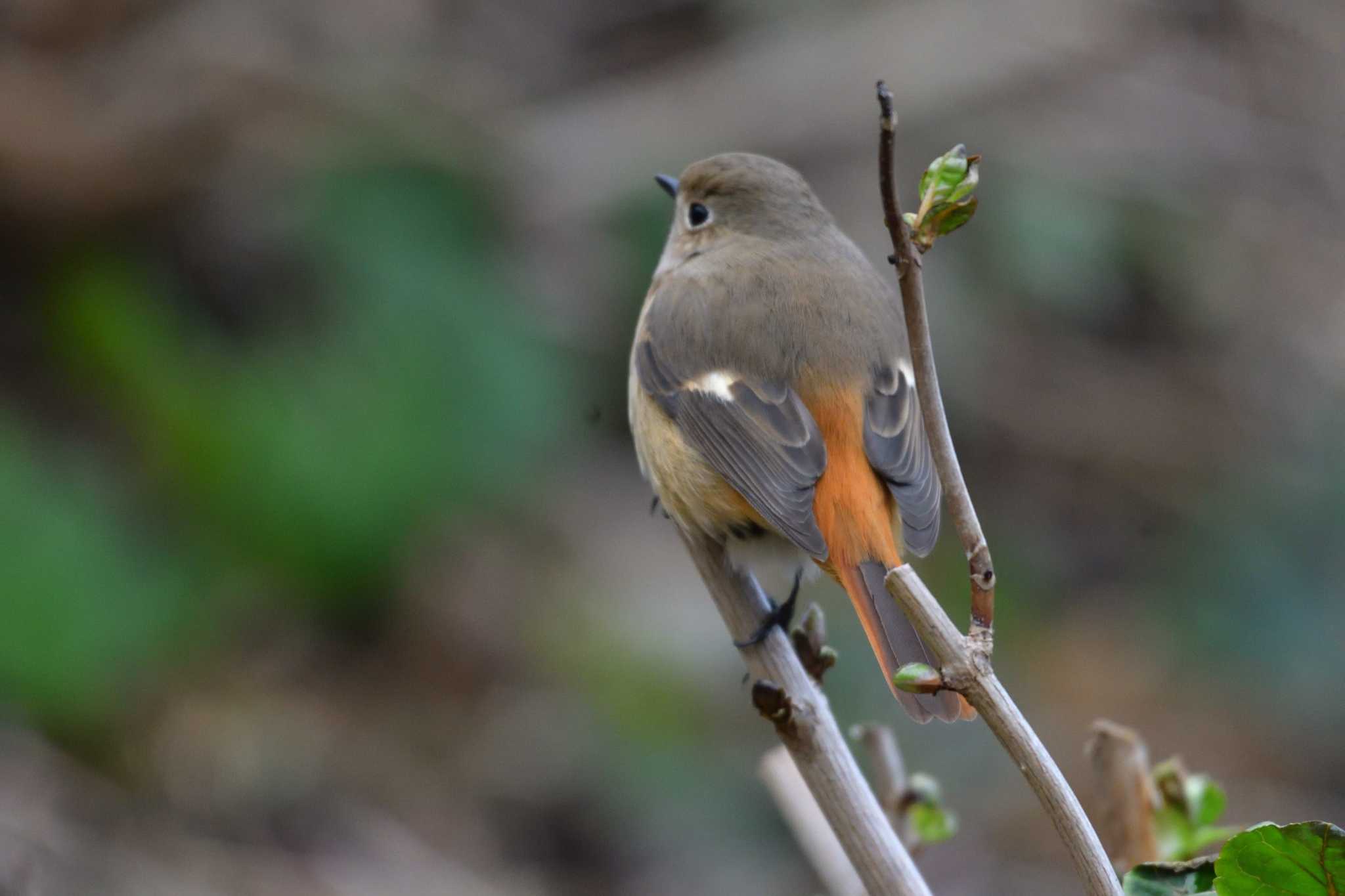 Daurian Redstart