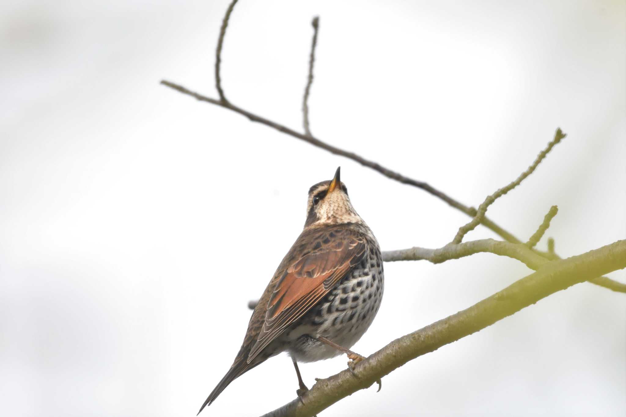 Dusky Thrush