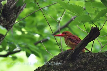 アカショウビン 青森県 2017年6月17日(土)