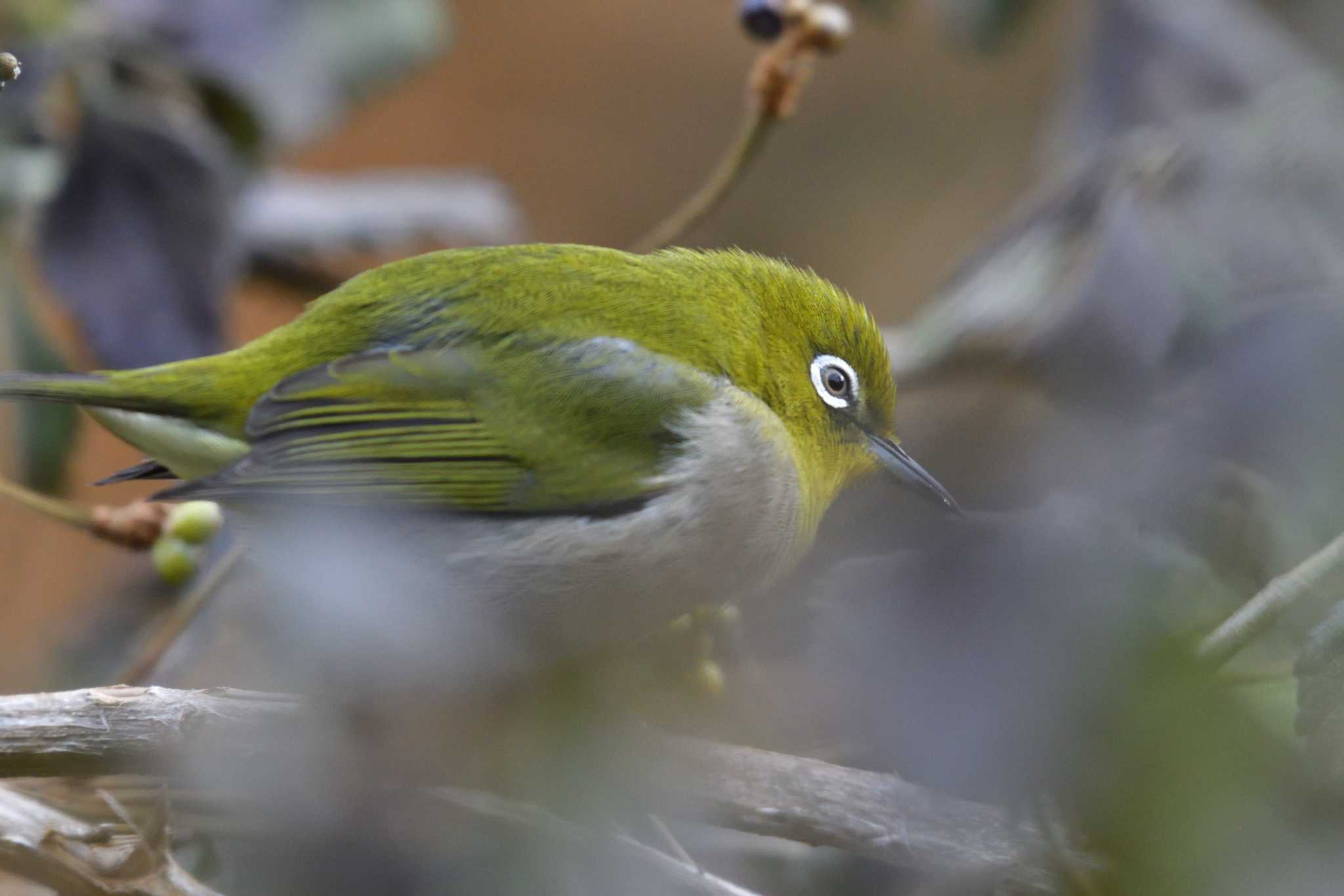 Warbling White-eye