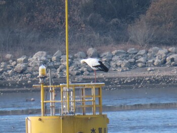 コウノトリ 渡良瀬遊水地 2021年12月29日(水)