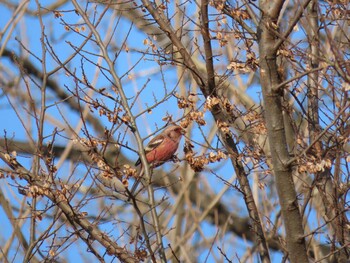 Siberian Long-tailed Rosefinch Watarase Yusuichi (Wetland) Wed, 12/29/2021