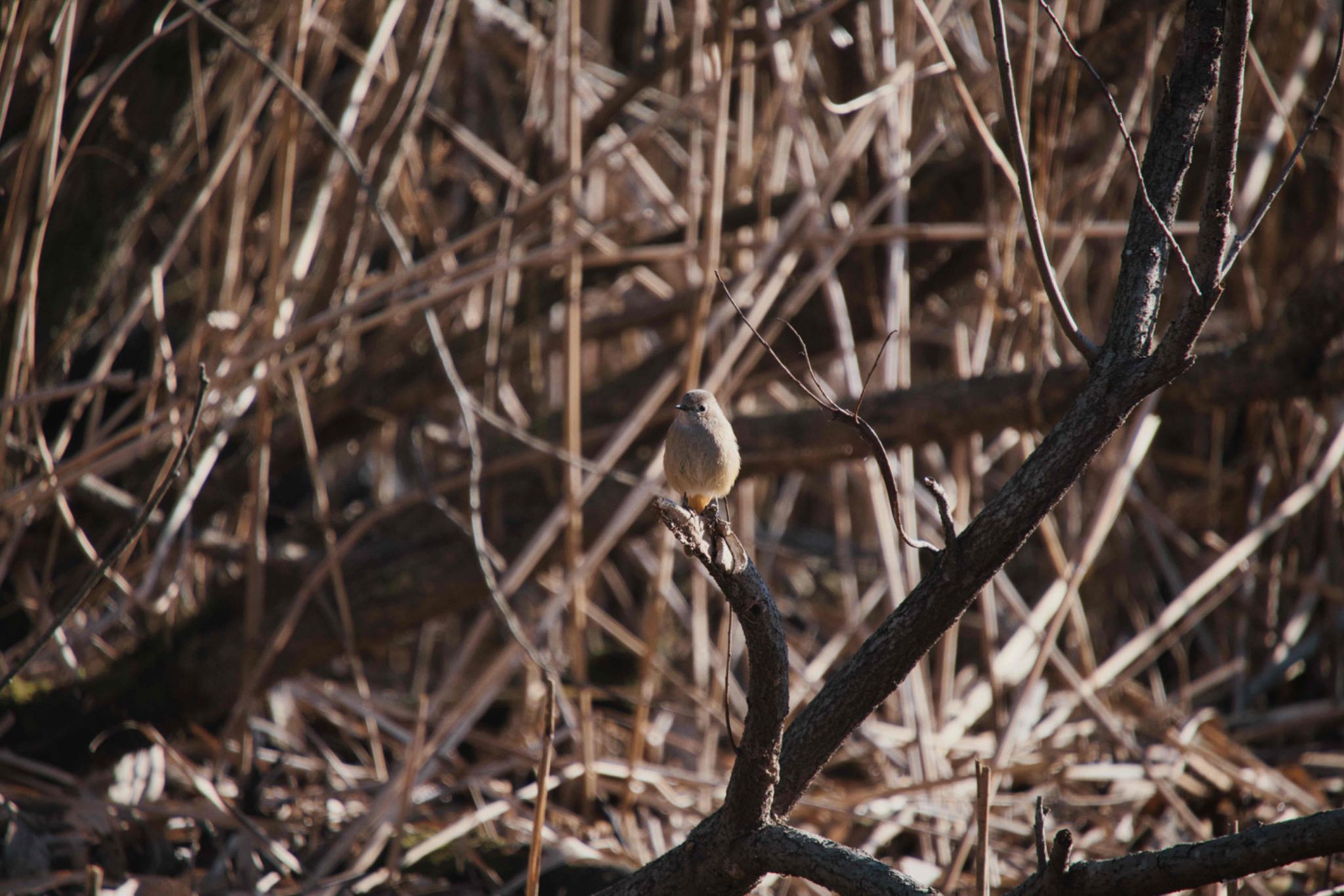 北本自然観察公園 ジョウビタキの写真 by あおじさん