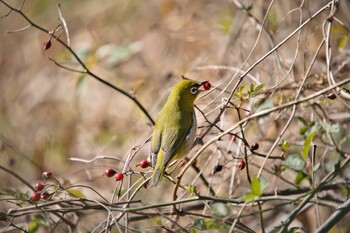 2021年12月30日(木) 北本自然観察公園の野鳥観察記録