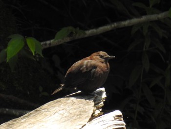 Brown Dipper 尚仁沢湧水 Thu, 6/22/2017