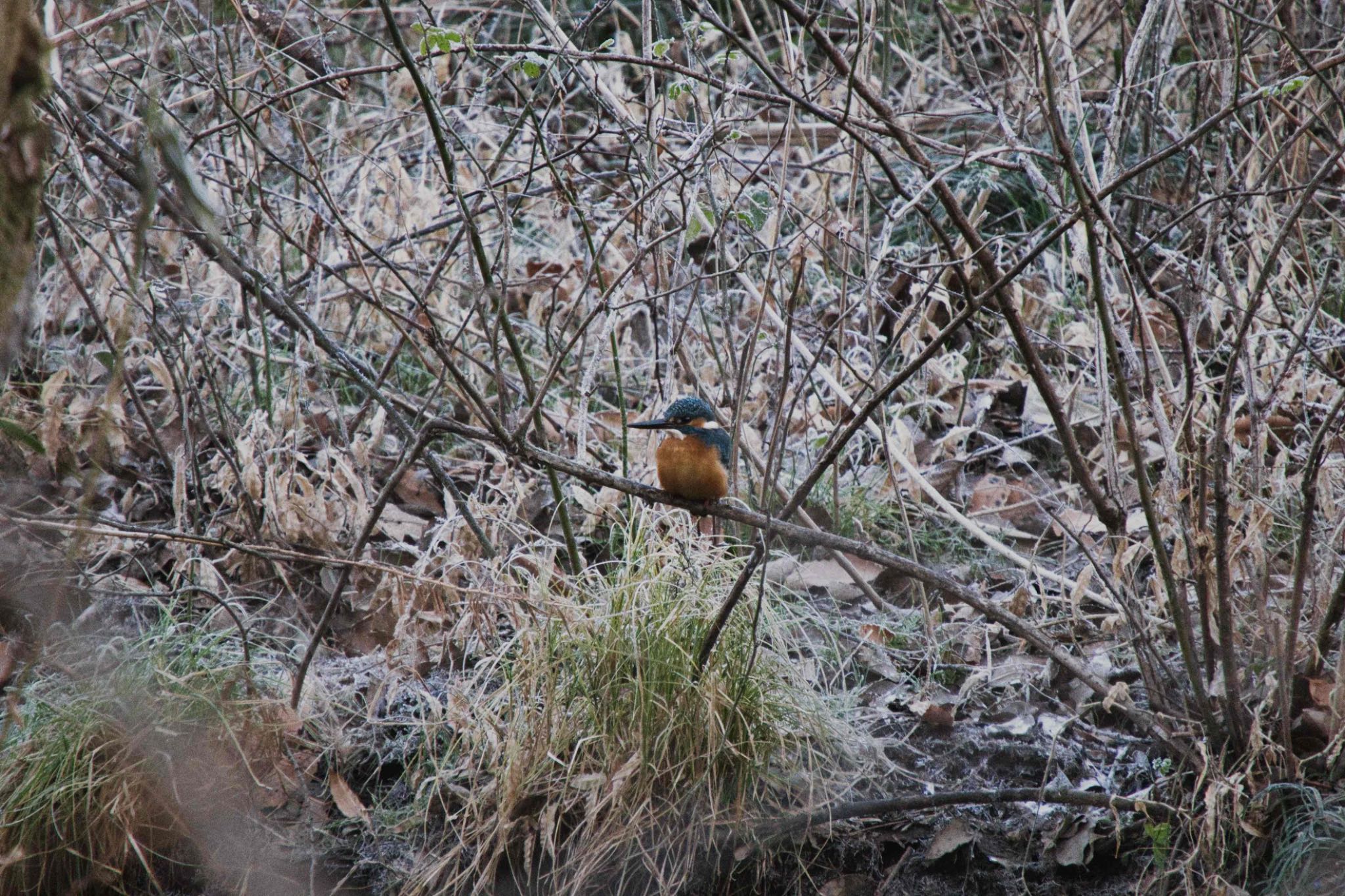 カワセミ