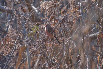 2021年12月31日(金) 北本自然観察公園の野鳥観察記録