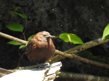 Brown Dipper 尚仁沢湧水 Thu, 6/22/2017