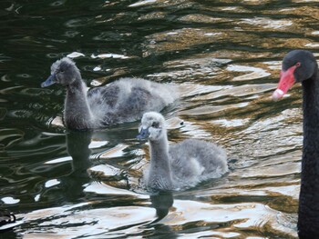 2021年12月31日(金) 頤和園(北京)の野鳥観察記録