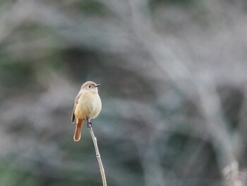 2021年12月31日(金) 泉の森公園の野鳥観察記録