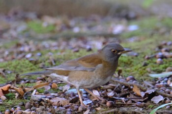 Pale Thrush 守谷 Wed, 12/29/2021