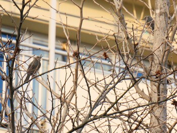 2021年12月31日(金) 竹山池の野鳥観察記録