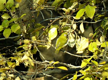 2021年12月12日(日) 鮎壺の滝の野鳥観察記録