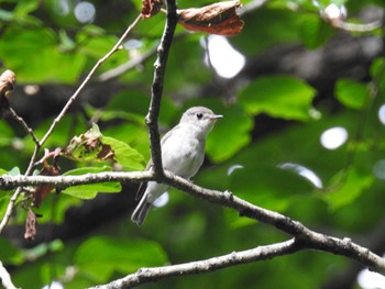 Asian Brown Flycatcher 尚仁沢湧水 Thu, 6/22/2017