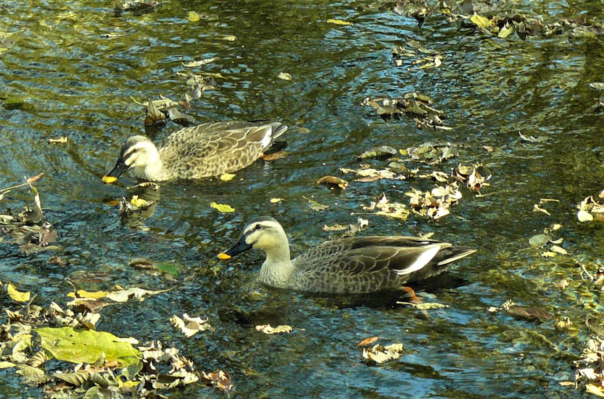  丸池公園 カルガモの写真 by koshi