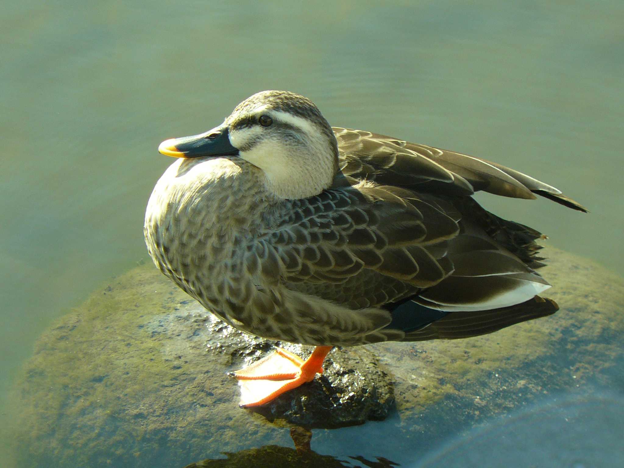  丸池公園 カルガモの写真 by koshi