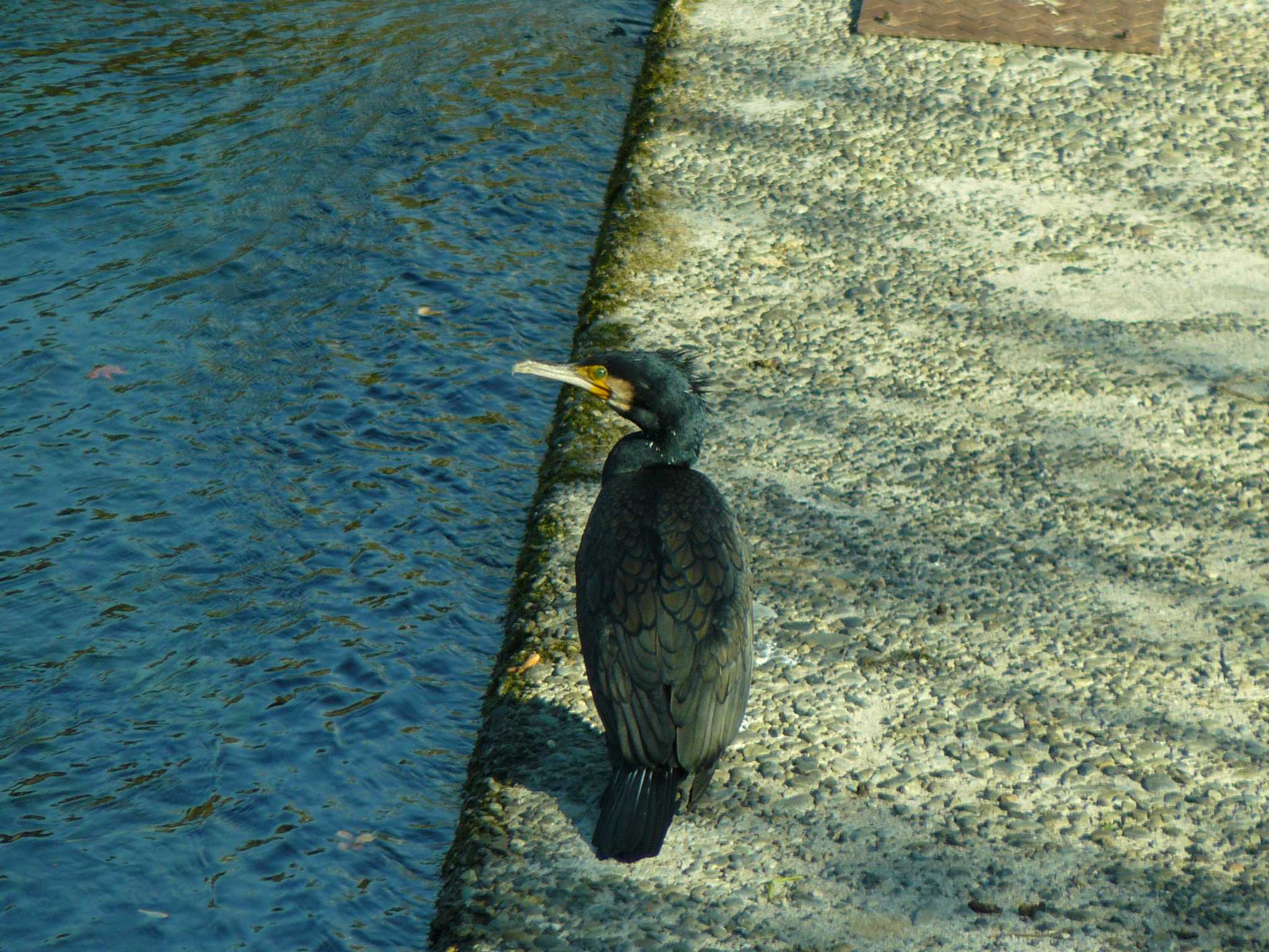  丸池公園 カワウの写真 by koshi