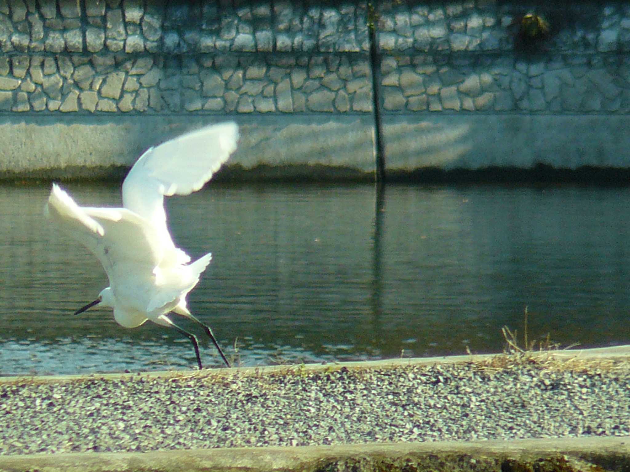  丸池公園 コサギの写真 by koshi