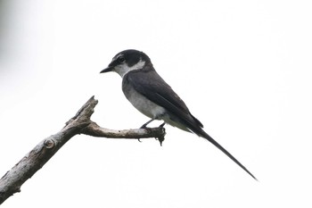 Ryukyu Minivet Kunigamison Mon, 6/5/2017