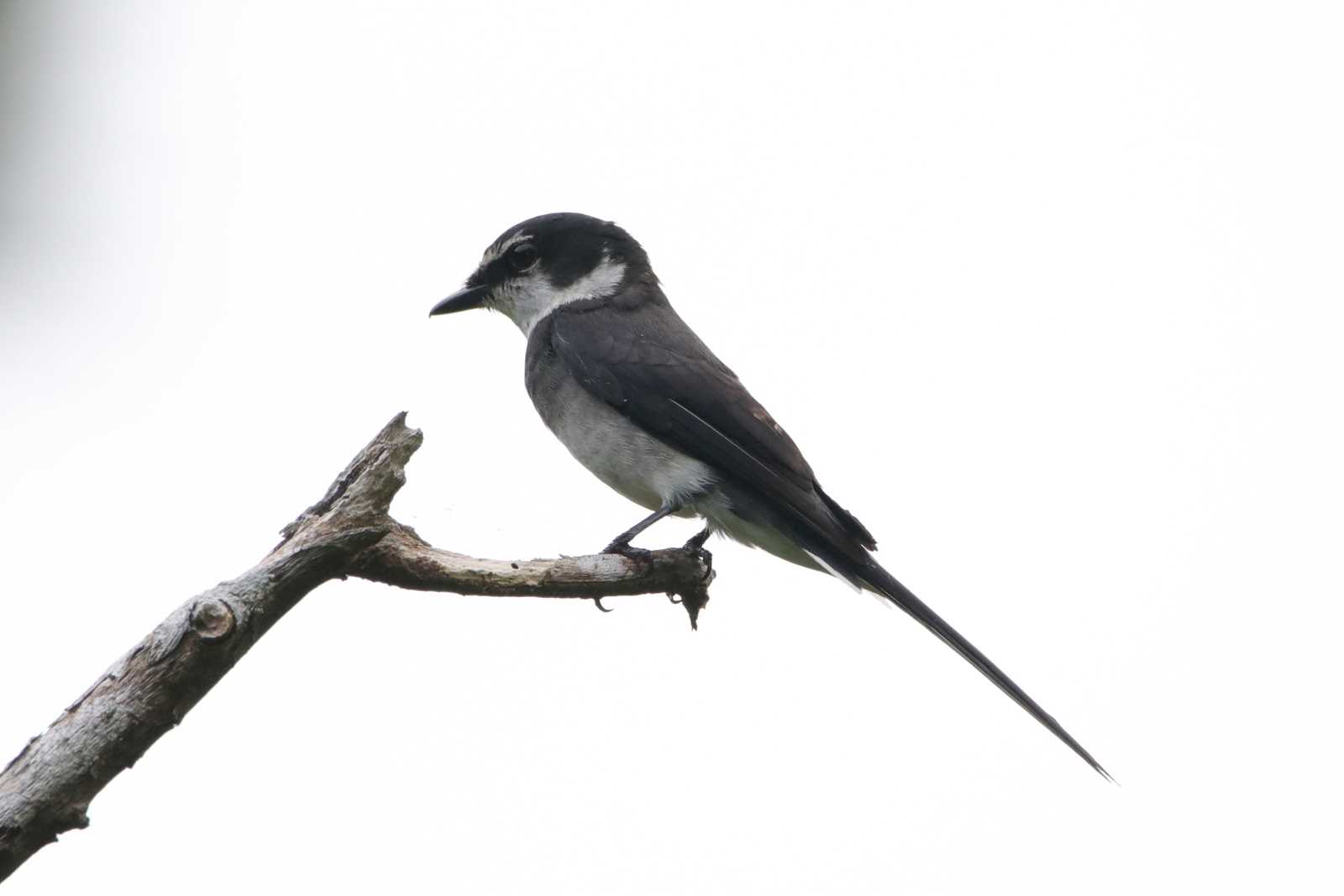 Photo of Ryukyu Minivet at Kunigamison by とみやん