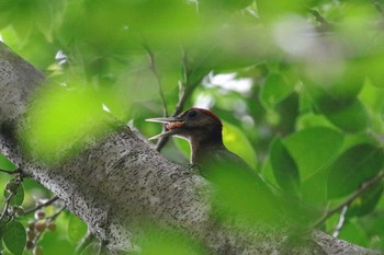 Okinawa Woodpecker Kunigamison Mon, 6/5/2017
