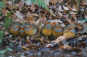 コジュケイ こども自然公園 (大池公園/横浜市) 2021年12月30日(木)