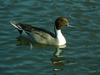 2021年12月12日(日)  丸池公園の野鳥観察記録