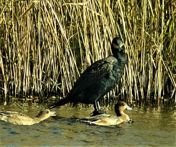 カワウ 中郷温水池公園(三島市) 2021年12月12日(日)