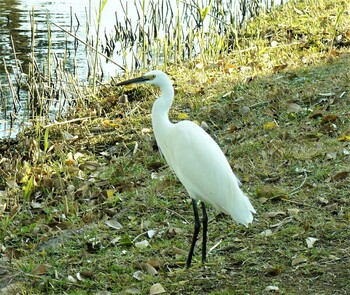 コサギ 中郷温水池公園(三島市) 2021年12月12日(日)