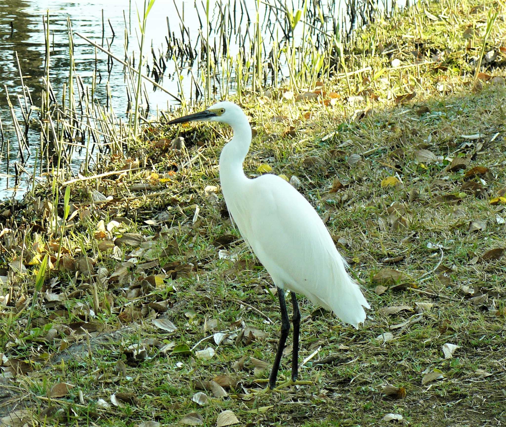 Photo of Little Egret at 中郷温水池公園(三島市) by koshi