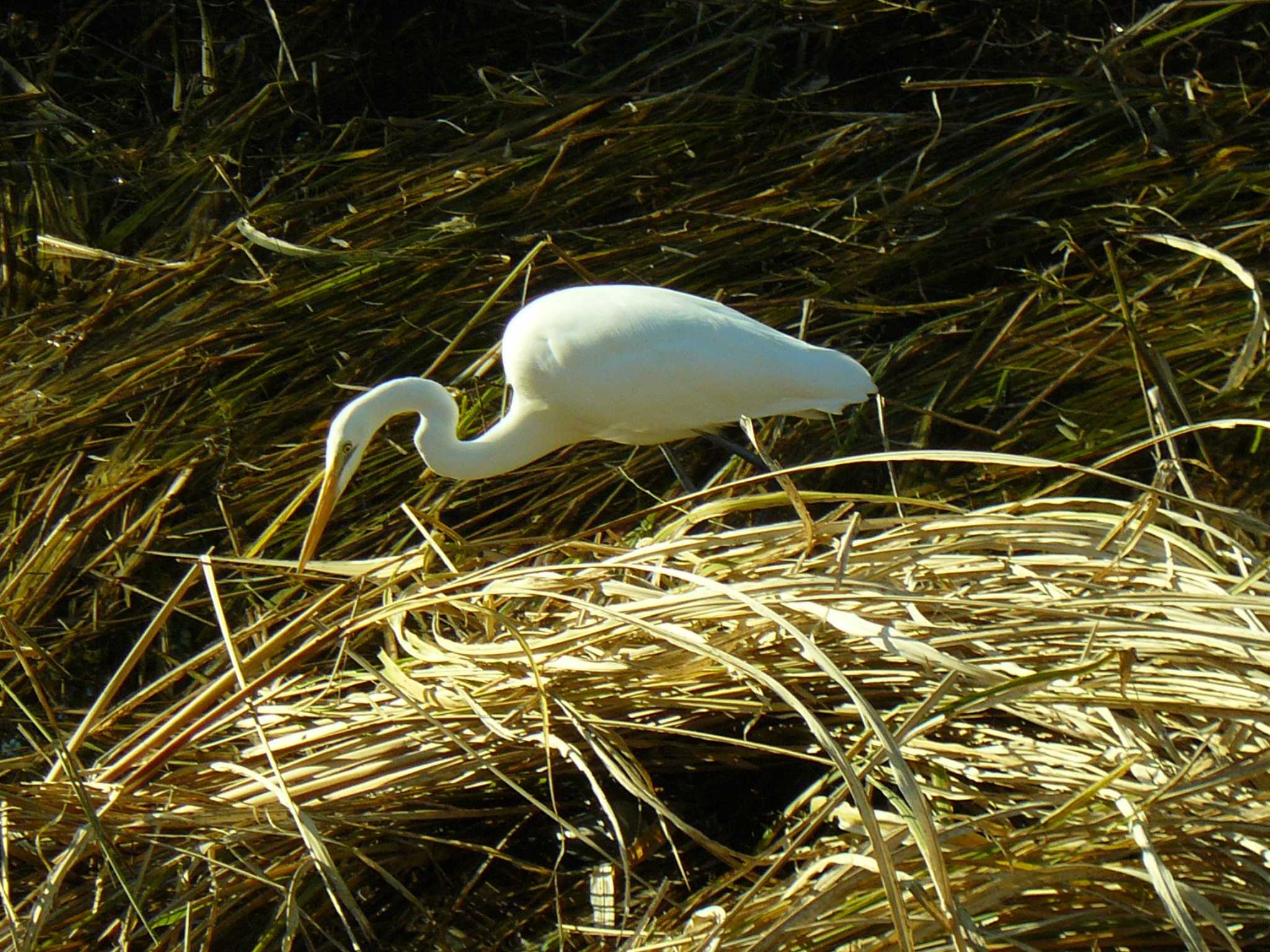 Great Egret