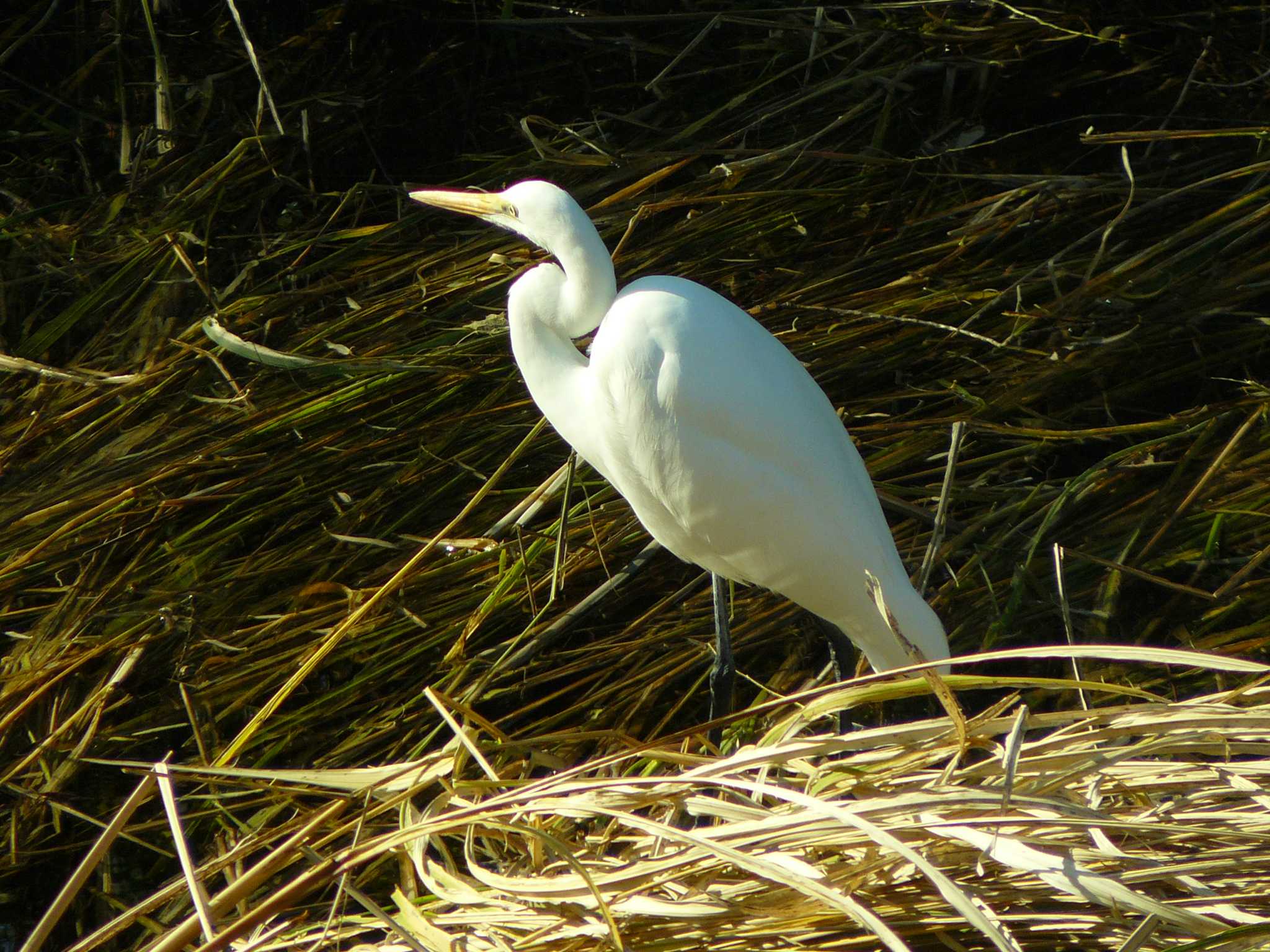 Great Egret