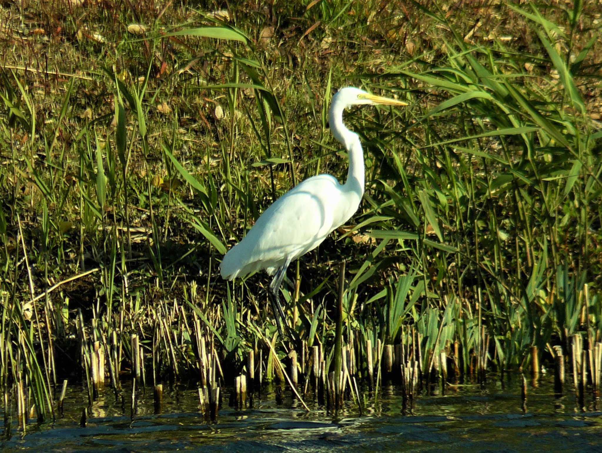 Great Egret