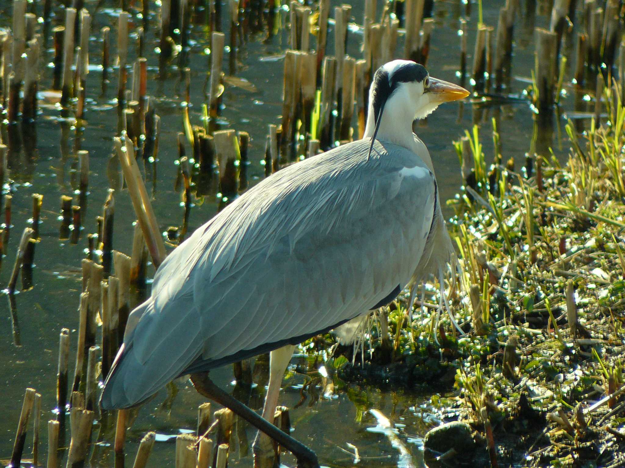 Photo of Grey Heron at 中郷温水池公園(三島市) by koshi