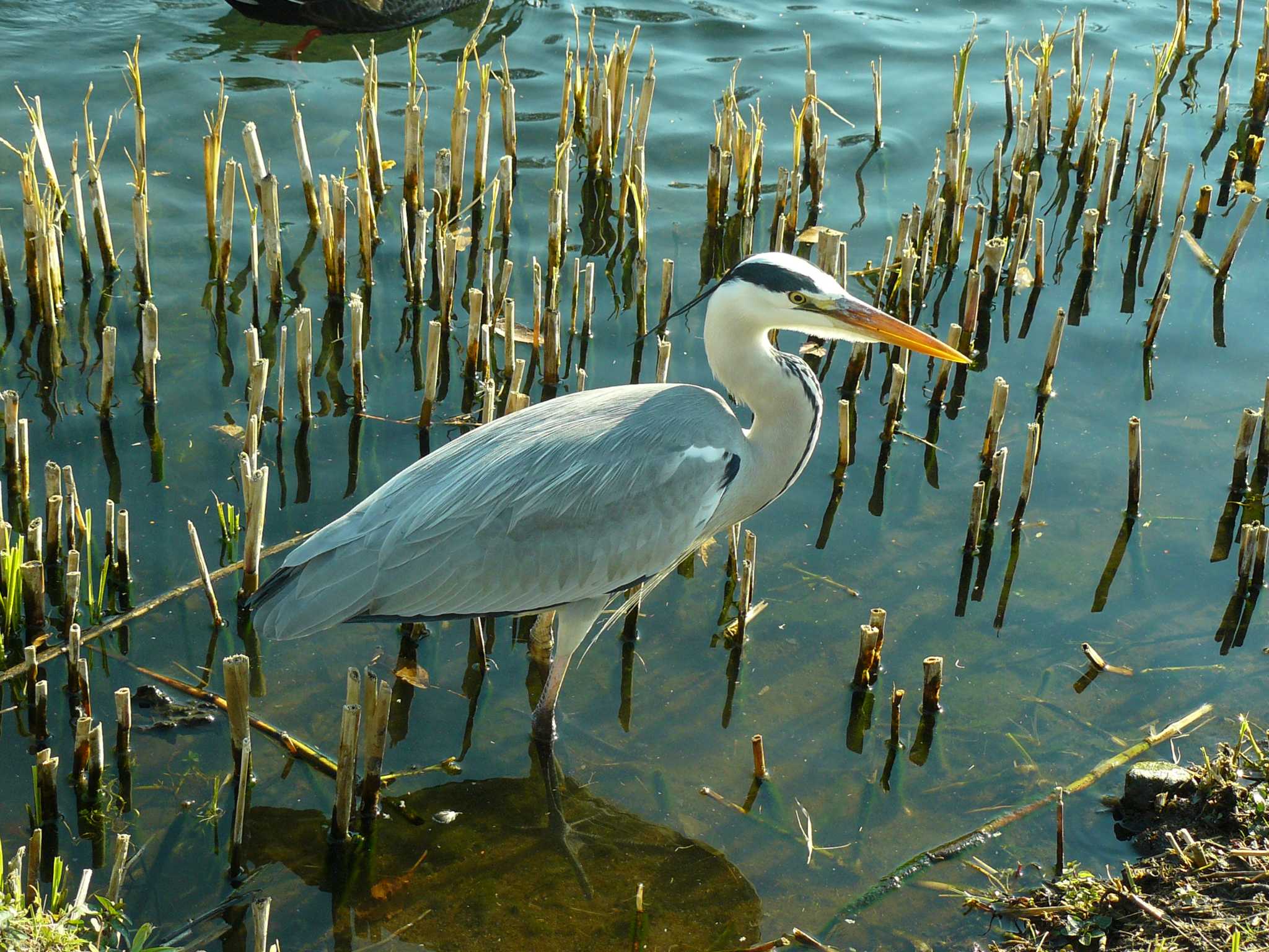 Photo of Grey Heron at 中郷温水池公園(三島市) by koshi