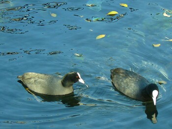 オオバン 中郷温水池公園(三島市) 2021年12月12日(日)