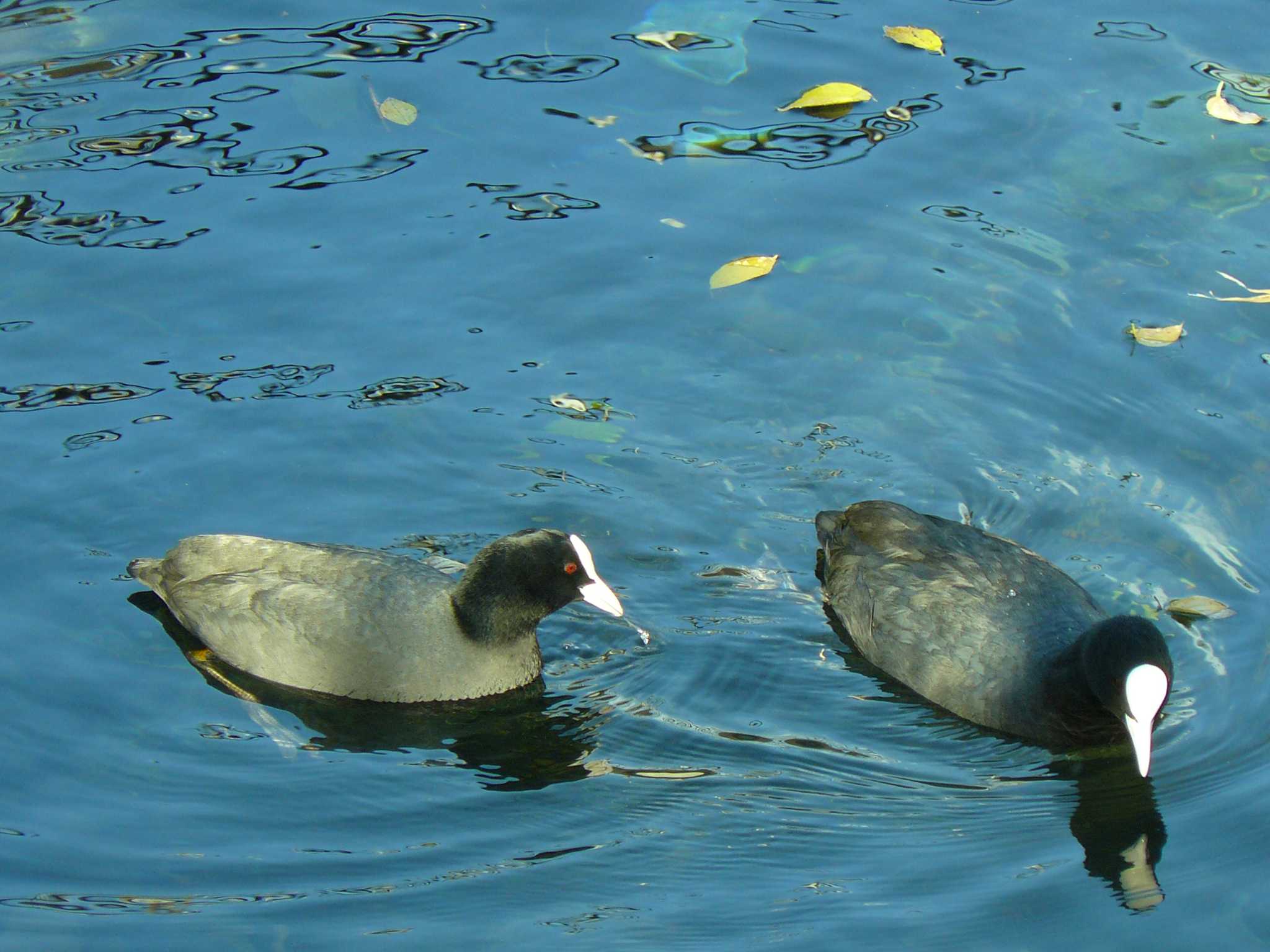 Photo of Eurasian Coot at 中郷温水池公園(三島市) by koshi