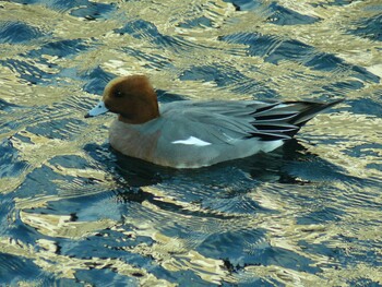 ヒドリガモ 中郷温水池公園(三島市) 2021年12月12日(日)