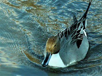 オナガガモ 中郷温水池公園(三島市) 2021年12月12日(日)