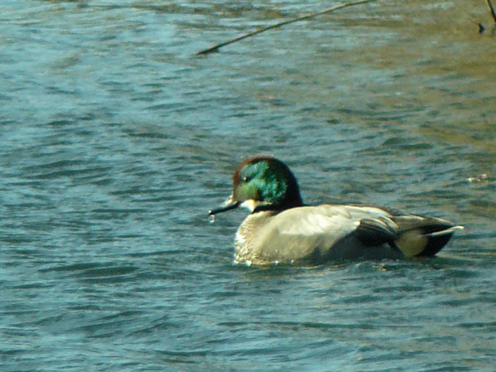 Falcated Duck